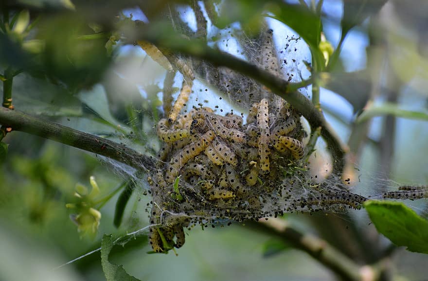 Caterpillars, Caterpillar Plague, Caterpillar Nest, Nest, Pests, Insects, Tree, Shrub, Nature, Animals, Wildlife