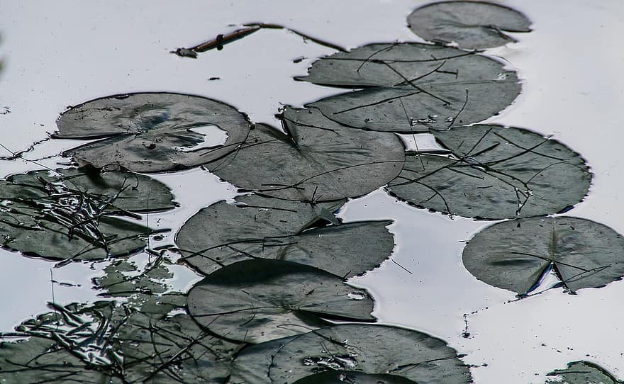 Waterlily, Lily, Water, Leaves, Circles