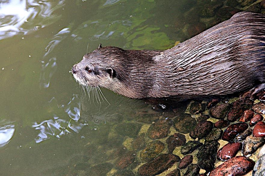 Otter, dier, rivier-, zoogdier, kanaal eilanden