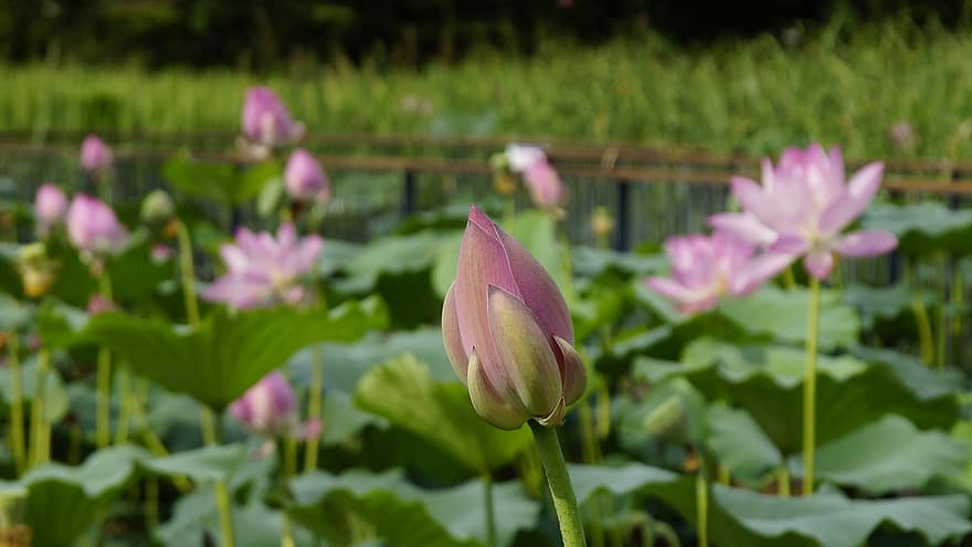 lotus, nénuphar, bourgeon floral, fleurs roses, étang, plantes aquatiques