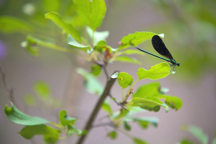 Dragonfly, Insect, Leaves, Macro, Wings, Dragonfly Wings, Winged Insect, Odonata, Anisoptera, Entomology, Fauna