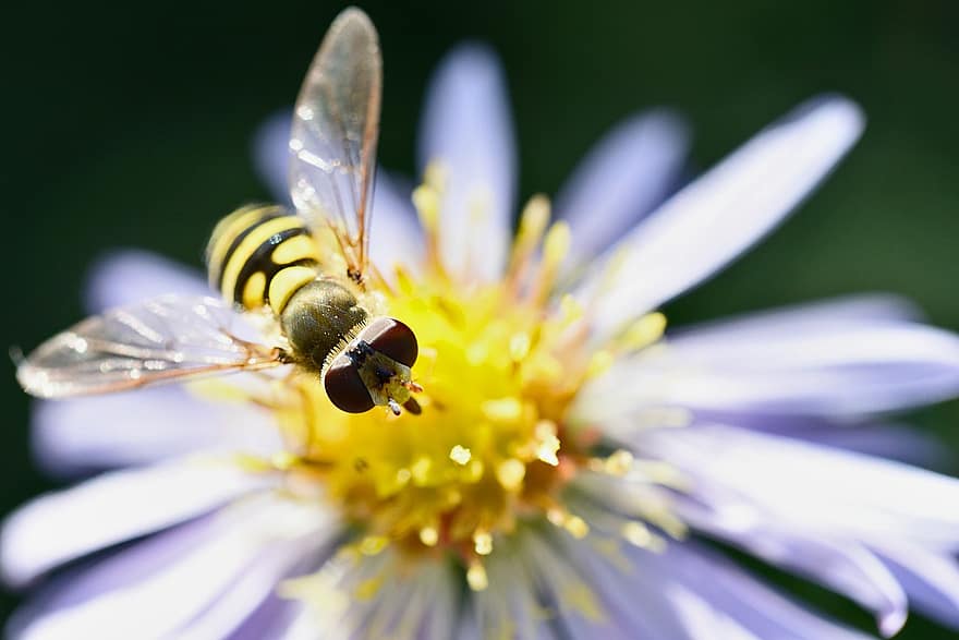 hoverfly, insect, flower, nature, macro, close-up, bee, yellow, pollination, summer, plant