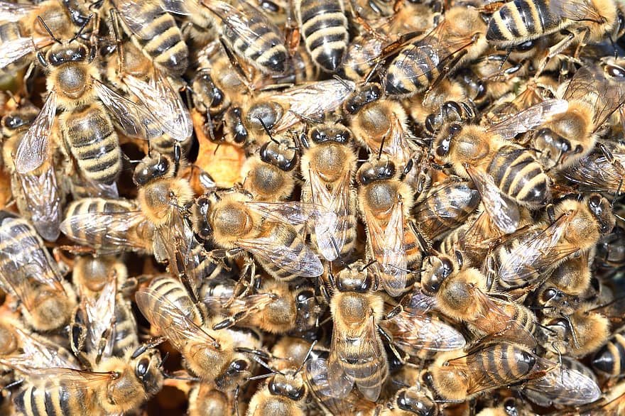 Bie, insekt, honningbie, honning, birøkter, birøkt, natur