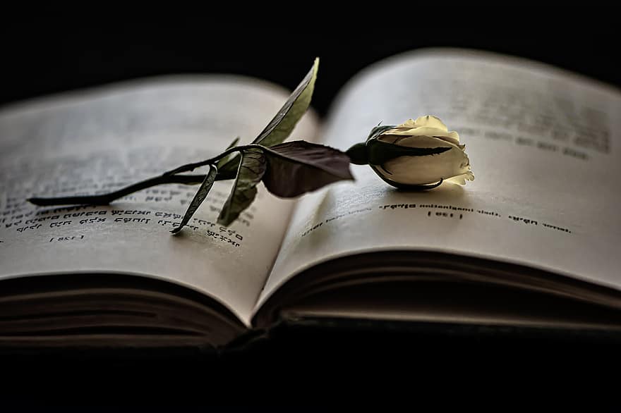 Book, Reading, Rose, Love Story, Novel, Left Alone, Lovely Evening, Moody, Cosy, A Book