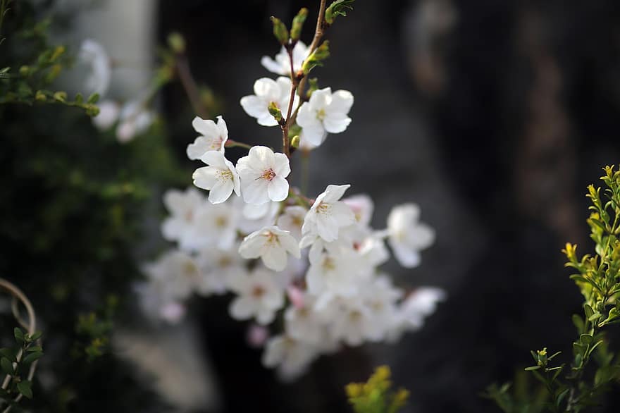 virágok, tavaszi, cseresznyevirág, fa, évszaki, Japán, virágzás, virágzik, szirmok, növekedés, közelkép