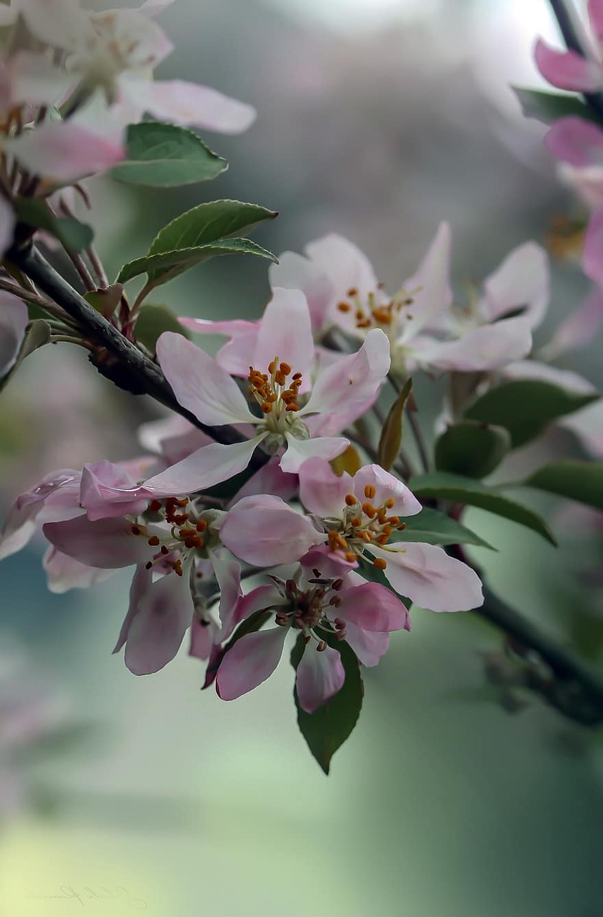 æbleblomster, blomster, afdeling, kronblade, hvide blomster, flor, blomstre, æbletræ, forår, natur, blomst