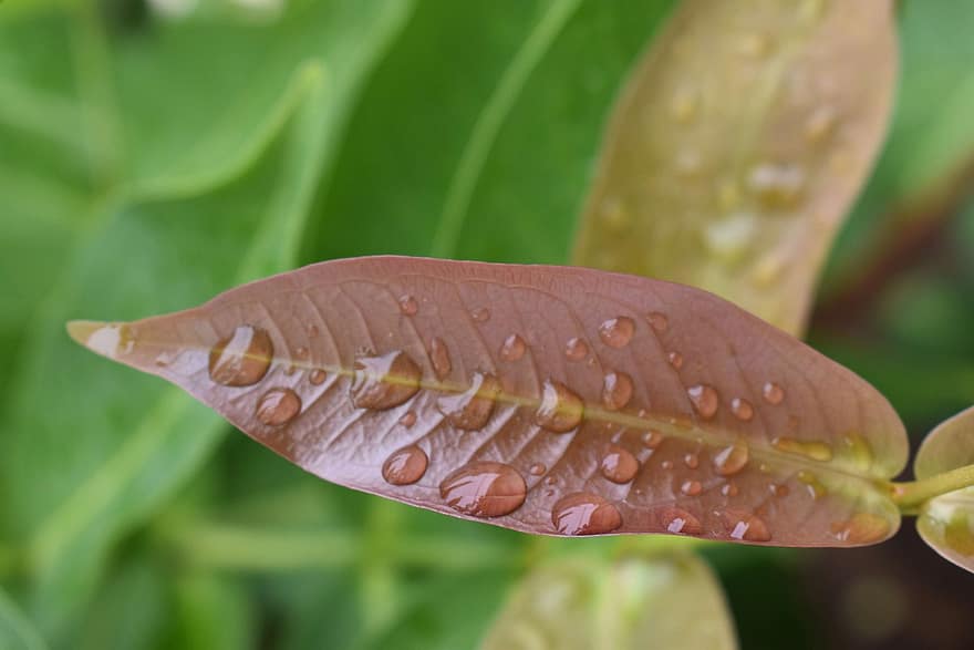 листо, дъждовни капки, растение, дъжд, вода, флора, градина