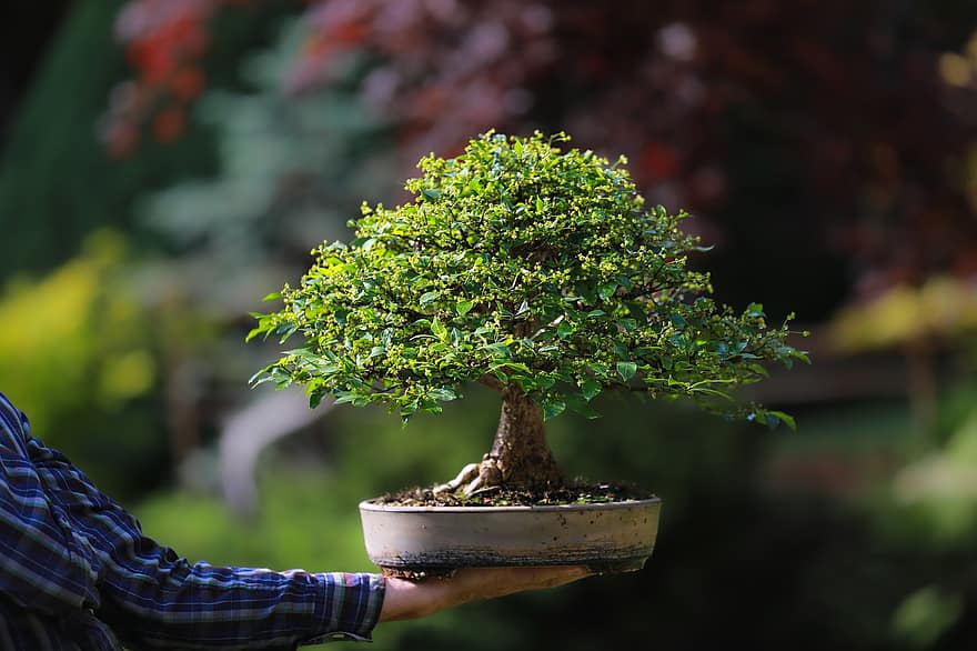 bonsai, Kanatlı Mil, kanatlı euonymus, yanan çalı, bahar, euonymus alatus, hobi, boş, Bahçe, Bahçıvanlık, ağaç