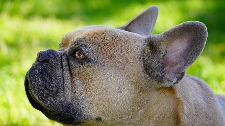 hund, fransk bulldog, bakgrunn grønn, skynde, eng, bekymringer, søt, portrett, dyr, ører, øyne