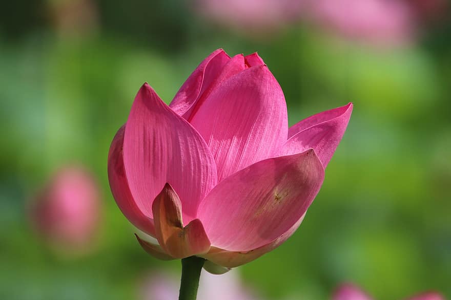 Lotus, Blume, Pflanze, Seerose, pinke Blume, rosa Blütenblätter, Wasserpflanze, Flora, blühen, Blühen, Teich