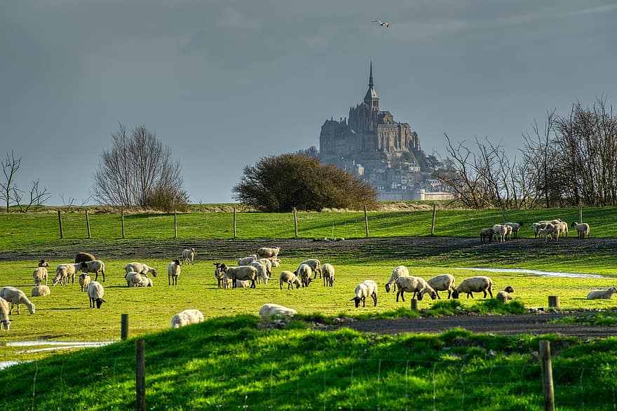 schapen, lam, vee, weide, kerk, klooster, Normandië, mont saint michel, abdij, Frankrijk, eiland