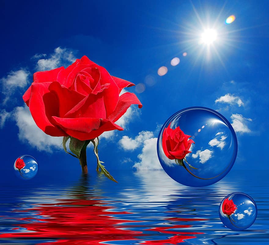 Bông hồng đỏ, bong bóng, những đám mây, màu xanh da trời, bầu trời, Nước, sự phản chiếu, ánh sáng mặt trời, mặt trời, đỏ, Hoa hồng