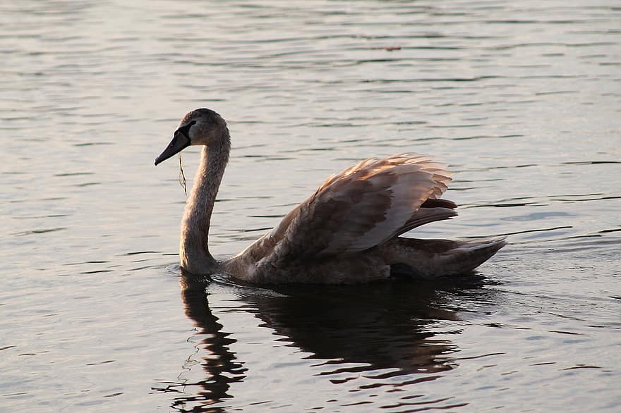 Swan, Young Animal, Bill, Seaweed, Lake, River, Plumage, Brown Bird, Long Jibe, Waterfowl, Water Bird