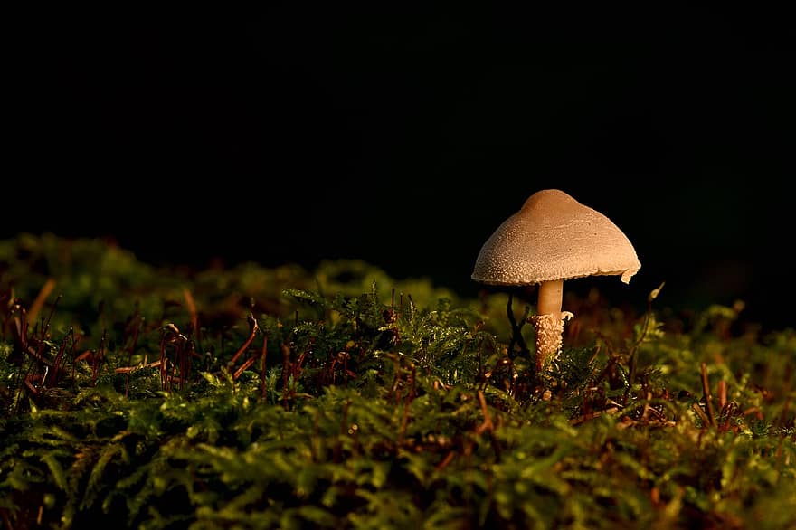 Mushroom, Plant, Toadstool, Mycology, Forest, Moss, Wild