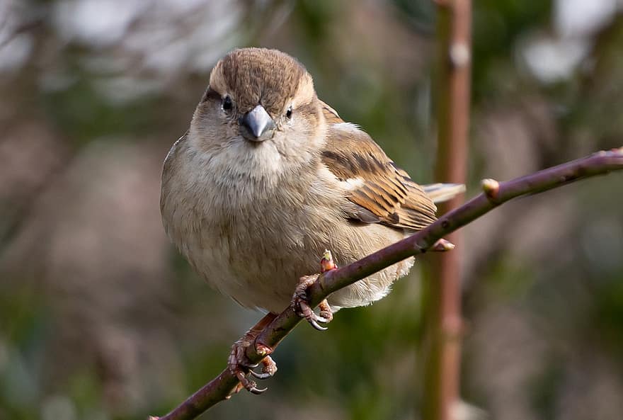 Sparv, häcksparv, trädgård fågel, sångfågel, näbb, fågel, kvinnlig sparrow, uppflugen, perched bird, fjädrar, fjäderdräkt