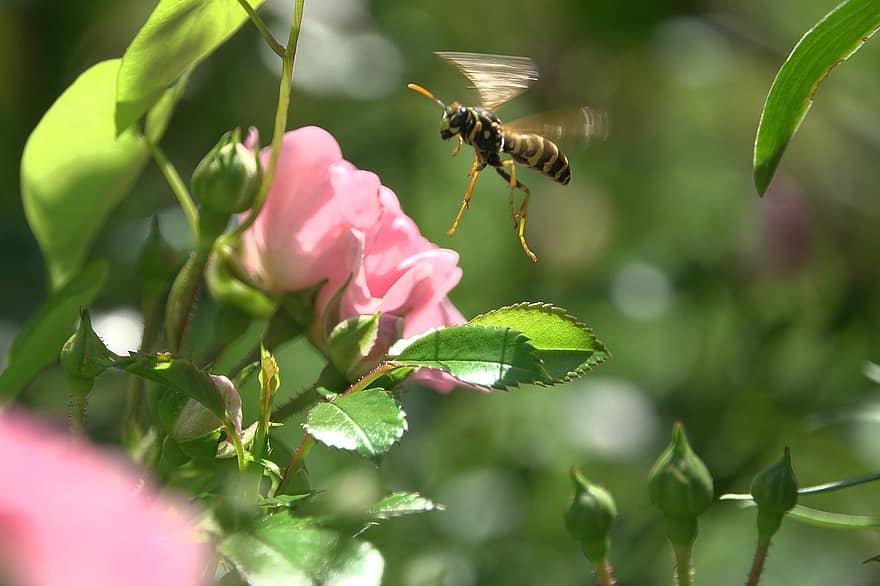 ハチ、スズメバチ、花、咲く、自然、昆虫、閉じる、アプローチ、ローズ、庭園