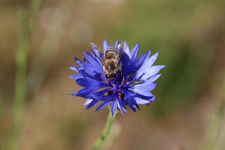 пчела, метличина, разцвет, природа, насекомо, син, диви цветя, лилаво, лято