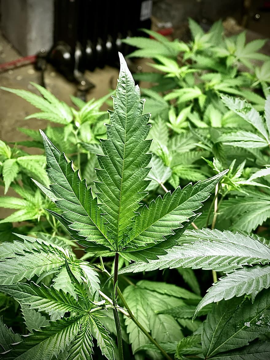 cannabis, hamp, marihuana, ukrudtsplante, plante