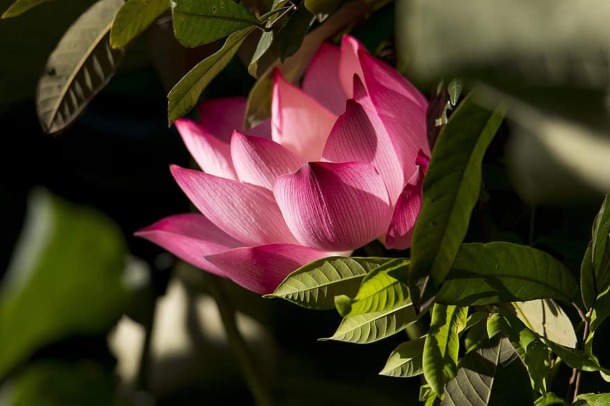 lotoss, zieds, Lotusa zieds, rozā zieds, lapas, ziedlapiņām, rozā ziedlapiņām, zied, ūdens augiem, flora