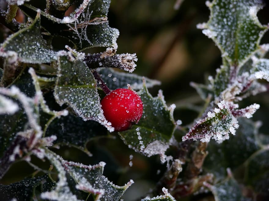 ヒイラギ、スリーブ、冬の果実、Christdorn、シュラドラー、フローズン、霜、霜で覆われている、冬、コールド、冷たい