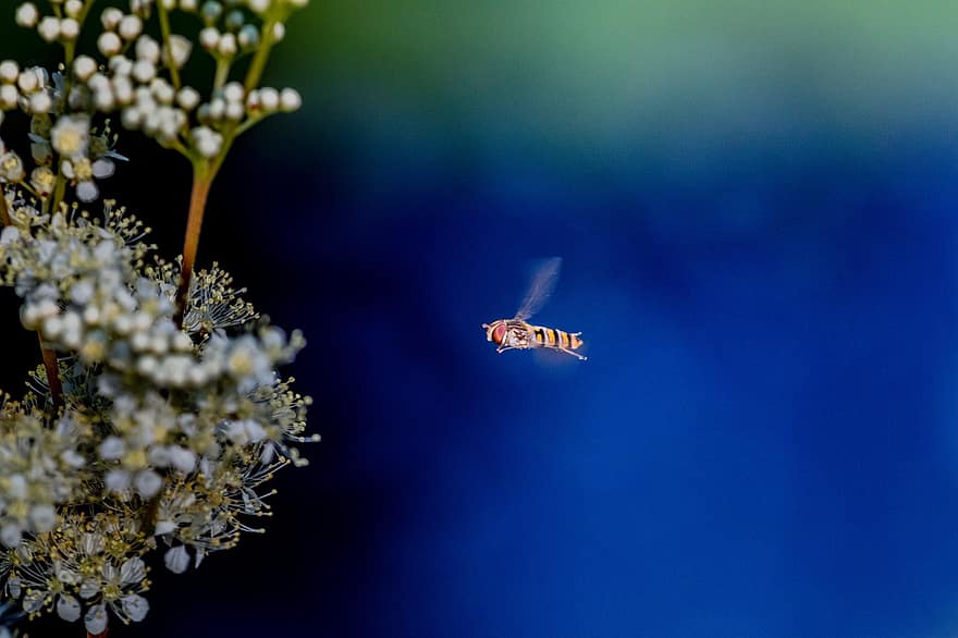 hoverfly, แมลง, ดอกไม้, ที่โฉบ, การบิน, แมลงวันดอกไม้, แมลงวัน syrphid, เบ่งบาน, ดอก, ปลูก, ธรรมชาติ