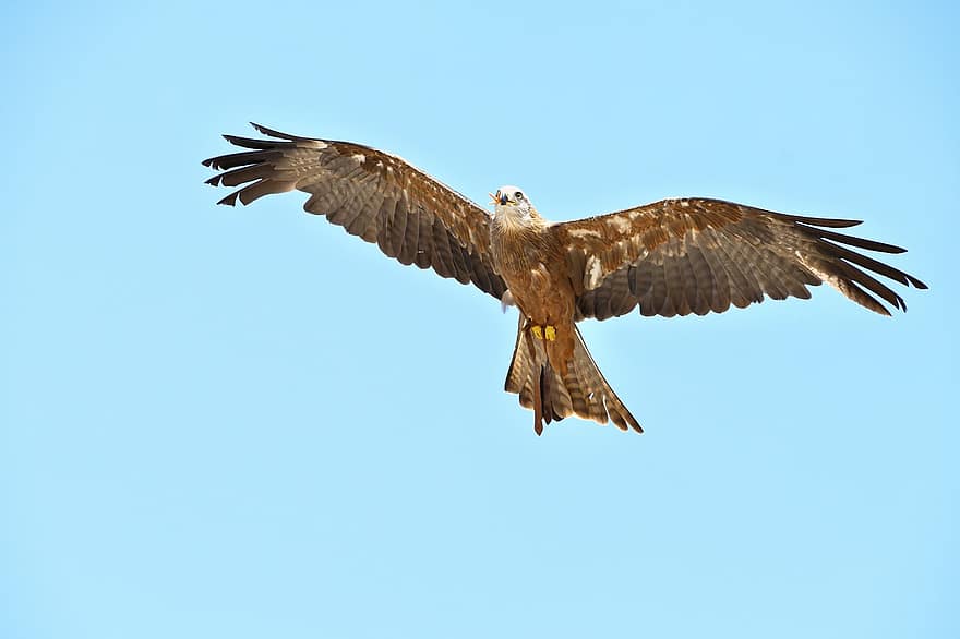 バザー、猛禽類、鳥、フライト、飛ぶ、飛行、飛んでいる鳥、翼、アベニュー、鳥類、鳥類学