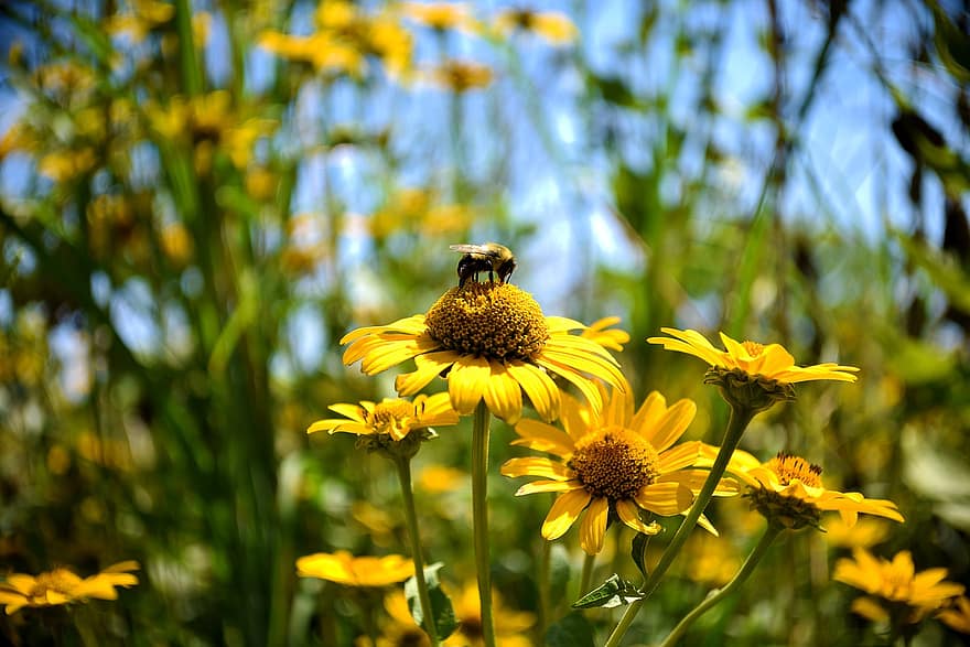 bi, pollen, coneflowers, Gula solrosor, pollinering, insekt, natur, blommor, gula blommor, växter, gula kronblad