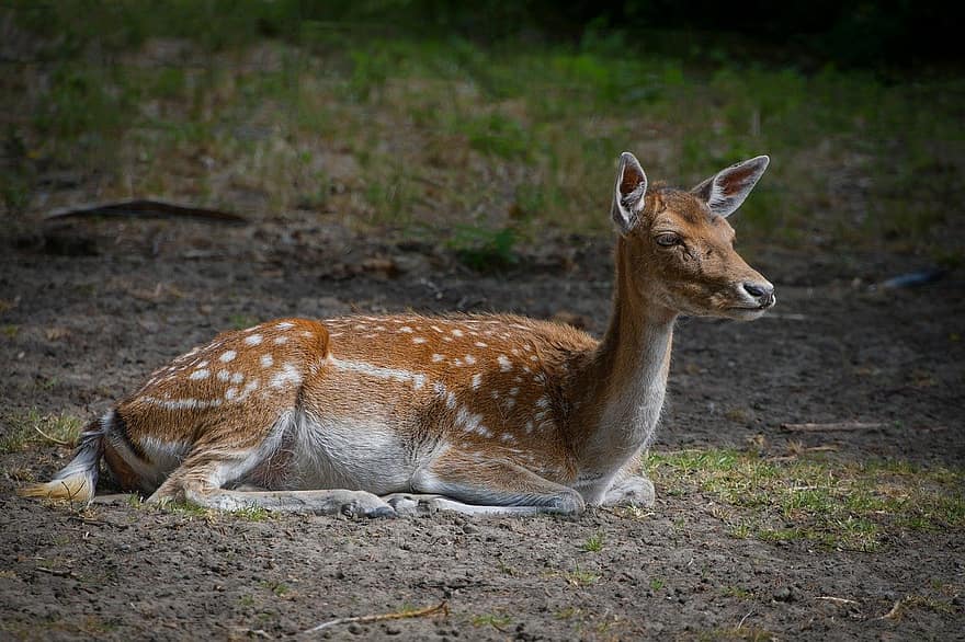 Roe Deer, Fallow Deer, Animal, Wildlife, Wild, Fawn, animals in the wild, grass, deer, cute, africa