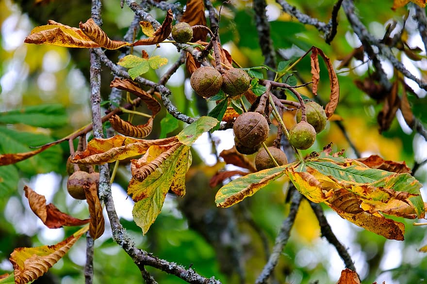 Nuts, Seeds, Leaves, Acorn, Tree, Harvest, Natural