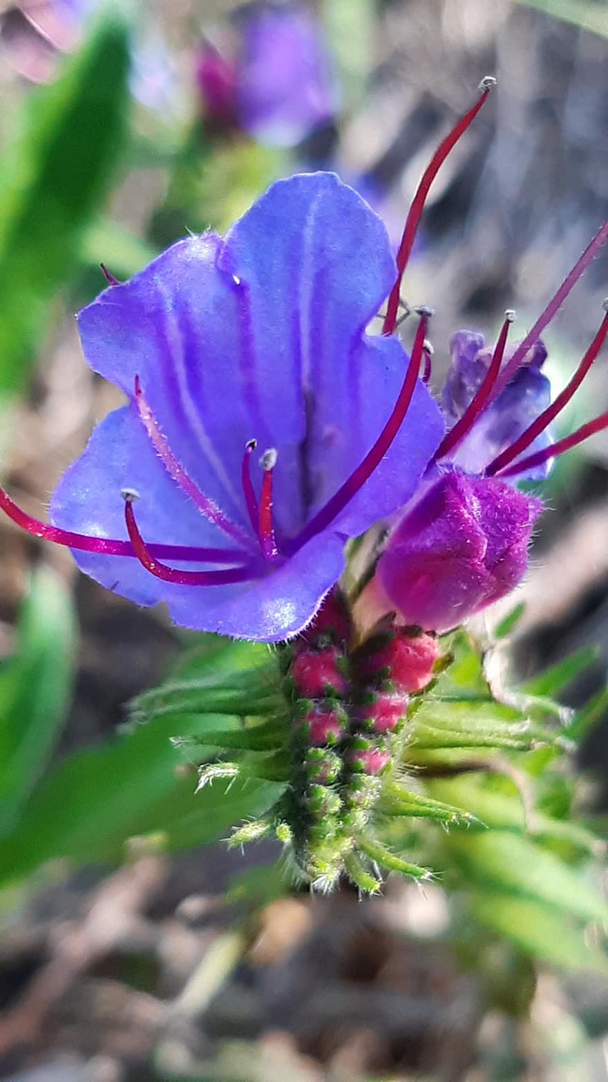 Viper Bugloss, Flower, Plant, Bud, Echium Vulgare, Blueweed, Blue Thistle, Blue Flower, Bloom, Wildflower, Nature