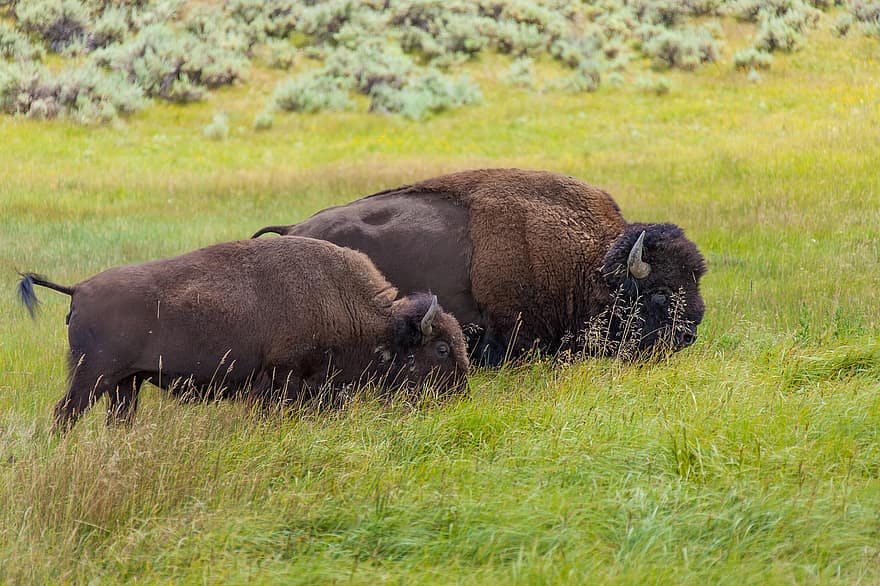 byki, bizon, dzikiej przyrody, trawa, pastwisko, łąka, Yellowstone, Park Narodowy, Zwierząt, mohan