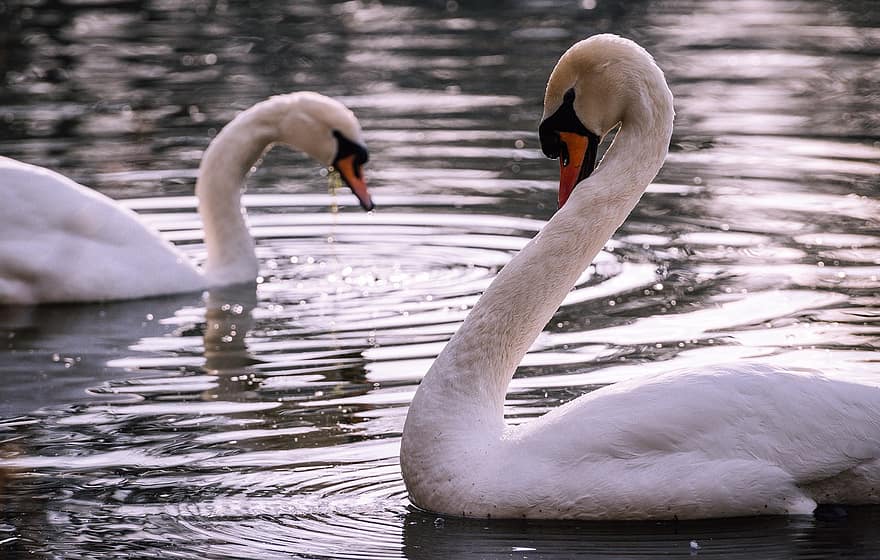 Swans, Birds, Lake, White Swans, Waterfowls, Water Birds, Aquatic Birds, Animals, Feathers, Plumage, Swim