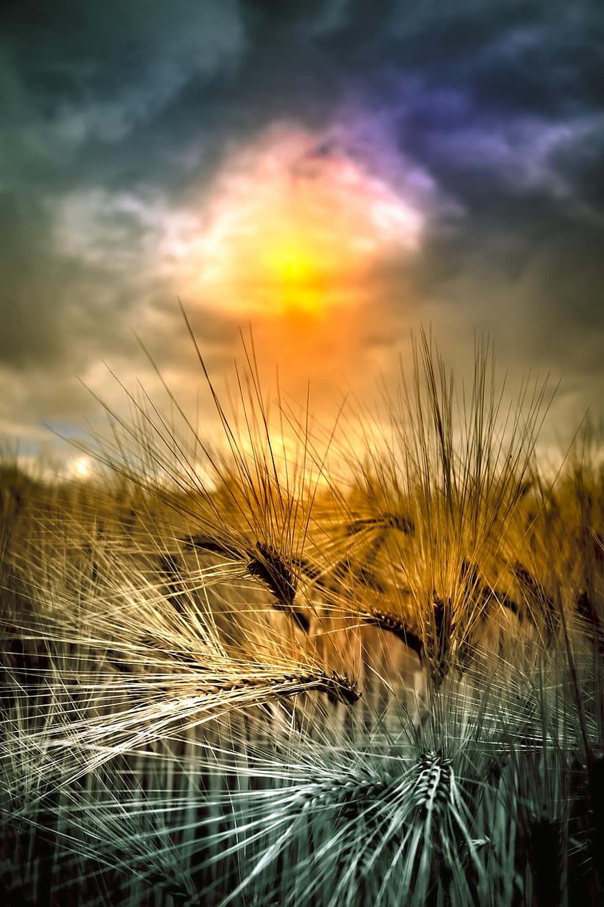 поле, пшеница, природа, зелен, небе