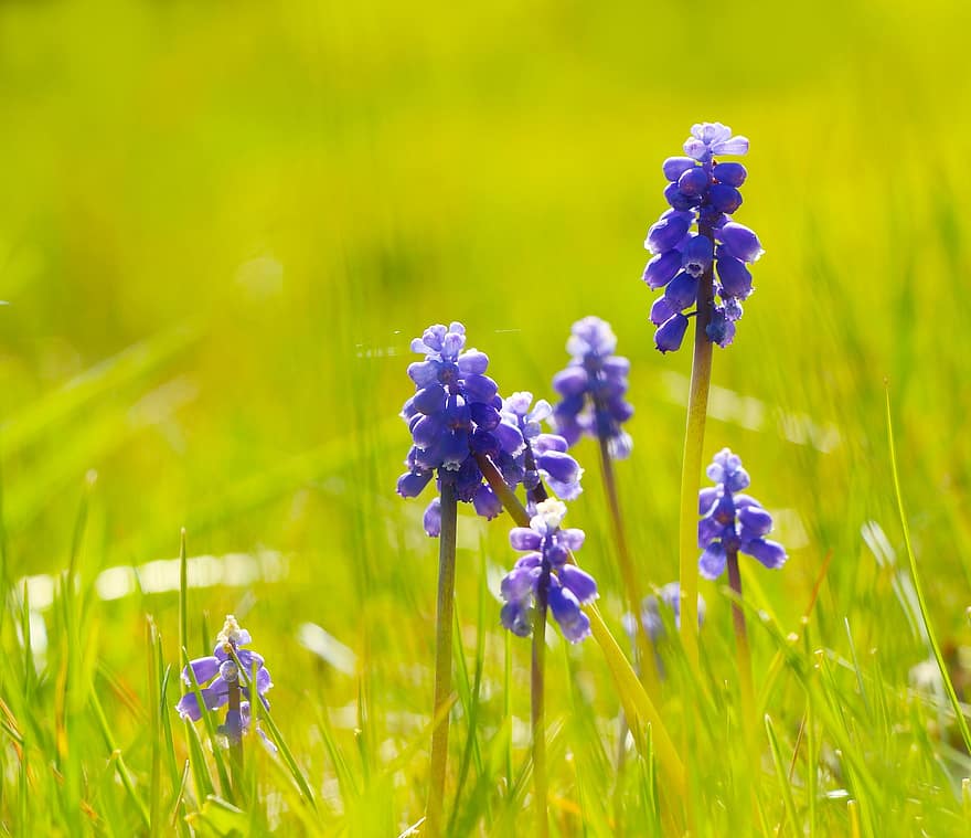 blomster, Havedrue-hyacint, lilla blomster, eng, have, natur, blomst, tæt på, sommer, plante, grøn farve