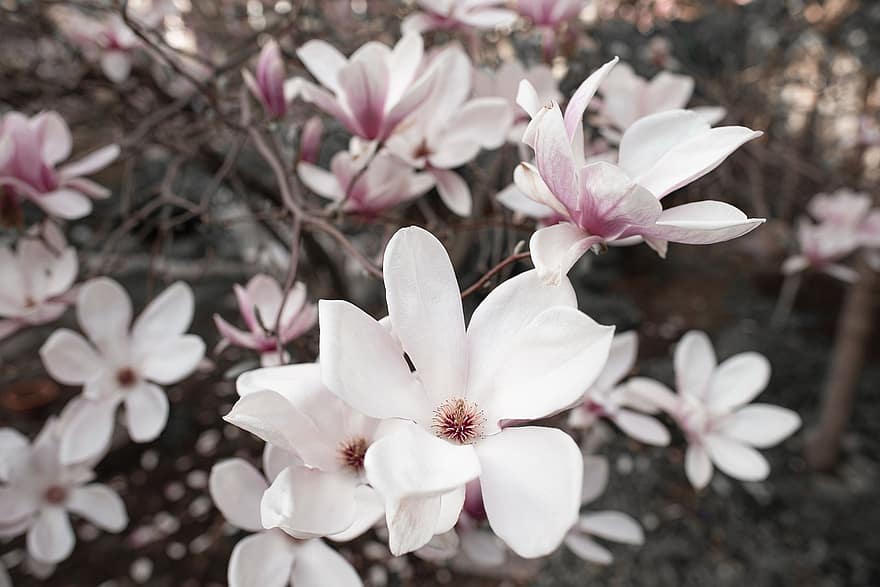 magnolia, bunga-bunga, menanam, kelopak, bunga putih, berkembang, mekar, indah, taman, alam, merapatkan