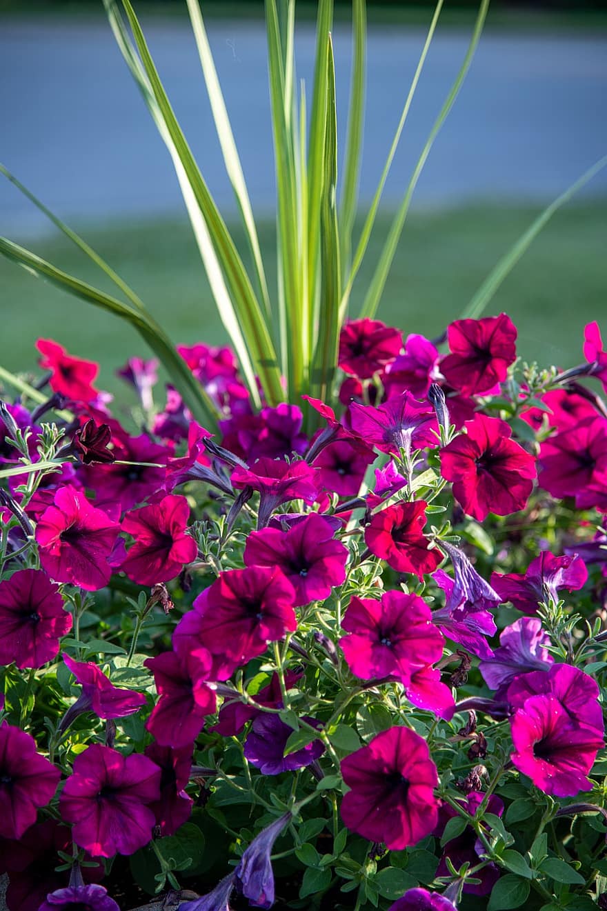 petunia, púrpura, petunia morada, flores de petunia, Flores moradas, las flores, vertical, planta, naturaleza, Dom, San Carlos