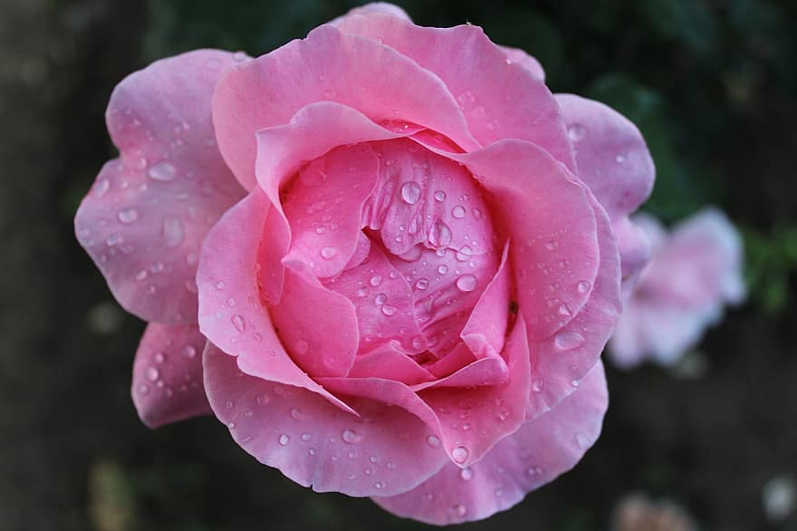 Rose, pinke Rose, Tau, Tautropfen, Wassertropfen, Regentropfen, Blume, pinke Blume, Blütenblätter, rosa Blütenblätter, blühen