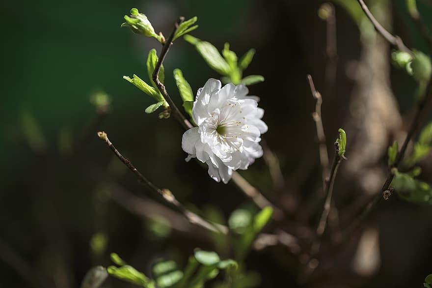 flor d'albercoc, flor, branca, flor de pruna, flor blanca, flor de primavera, florir, primavera, arbre, naturalesa, bokeh