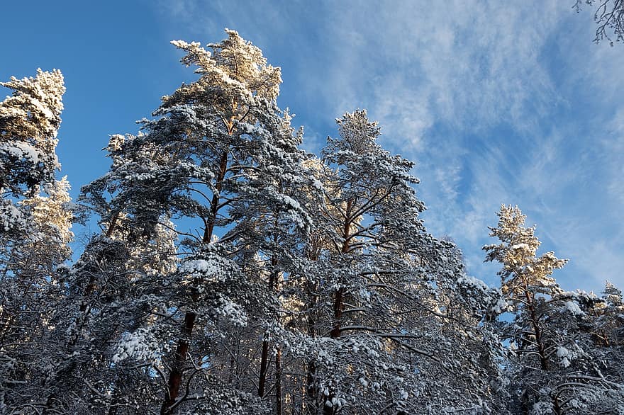 träd, grenar, snö, skog, trän, himmel, natur, vinter-, säsong, blå, frost