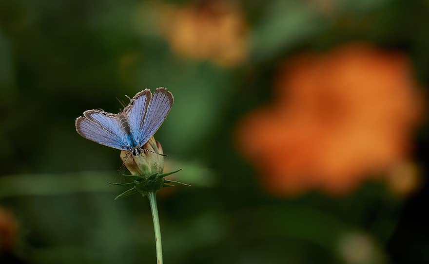 метелик, крила, комаха, квітка, пилок