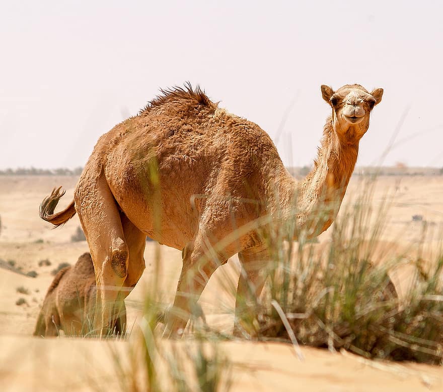 kamel, dubai, ørken, uae, sand, dyr
