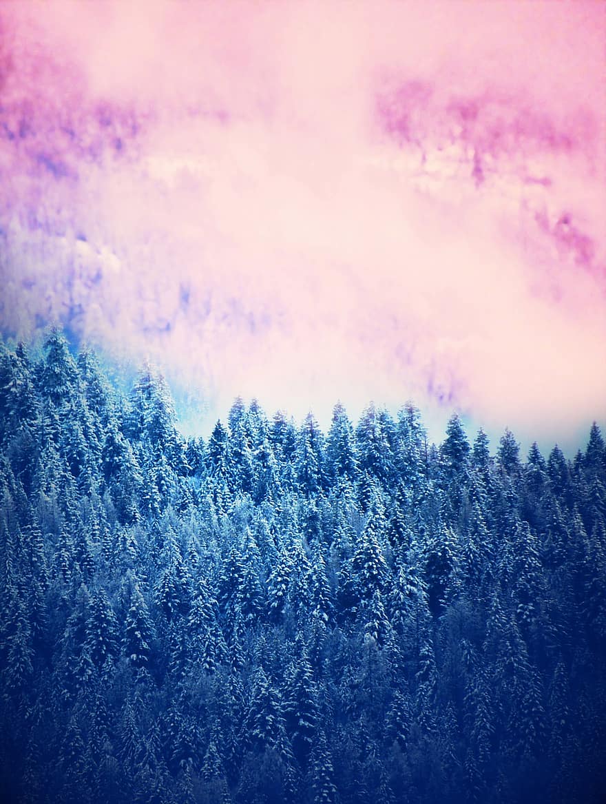 arbres, bosc, naturalesa, paisatge, neu, nevat, hivern, fred, fons de pantalla, blau, arbre