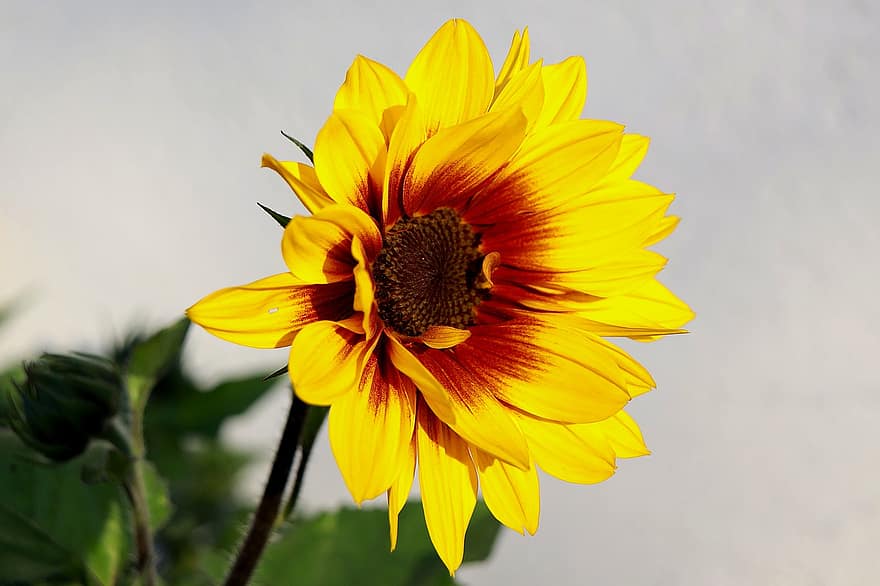 Sunflower, Blossom, Bloom, Summer, Yellow, Close Up, Petals, Bright, Sunny