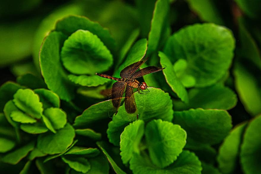 Dragonfly, Insect, Macro, Leaves, Wings, Dragonfly Wings, Winged Insect, Odonata, Anisoptera, Entomology, Fauna