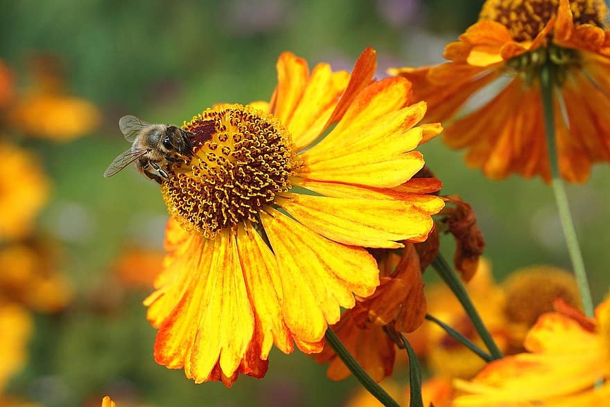 méh, rovar, beporoz növényt, beporzás, virág, szárnyas rovar, szárnyak, természet, hymenoptera, rovartan, sárga