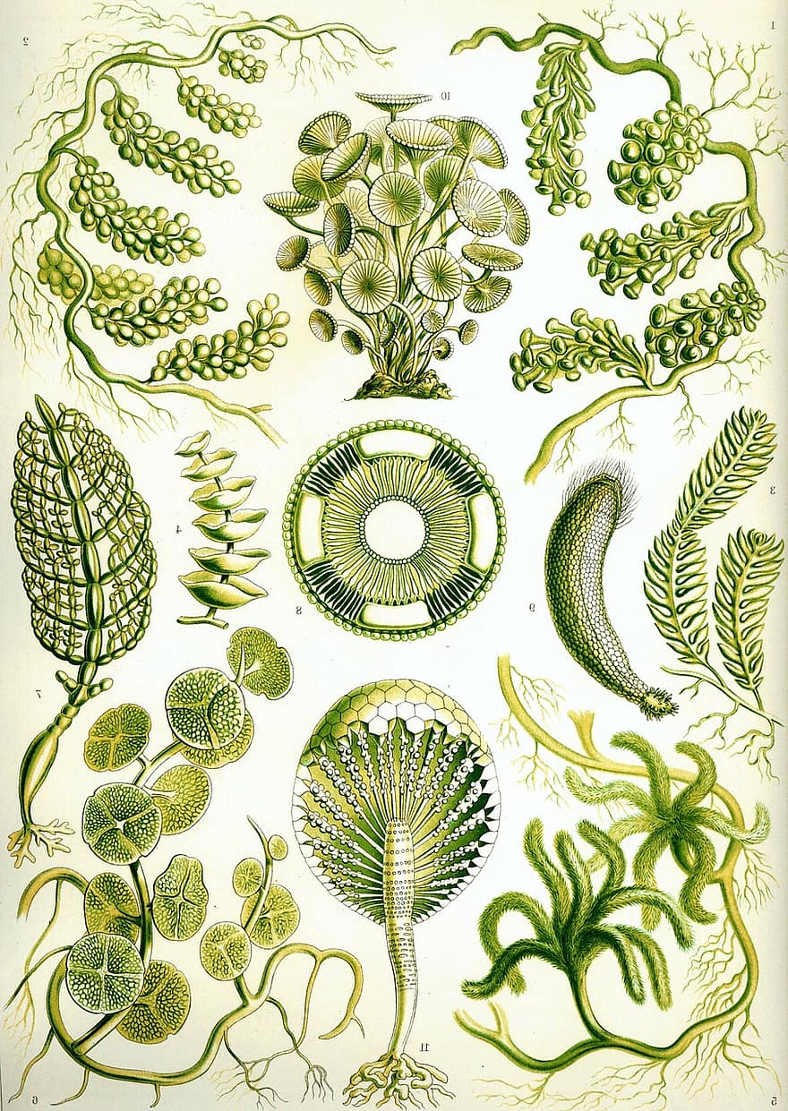 jūraszāles, zaļām aļģēm, Chlorophyceae, Caulerpa, Sifonāls