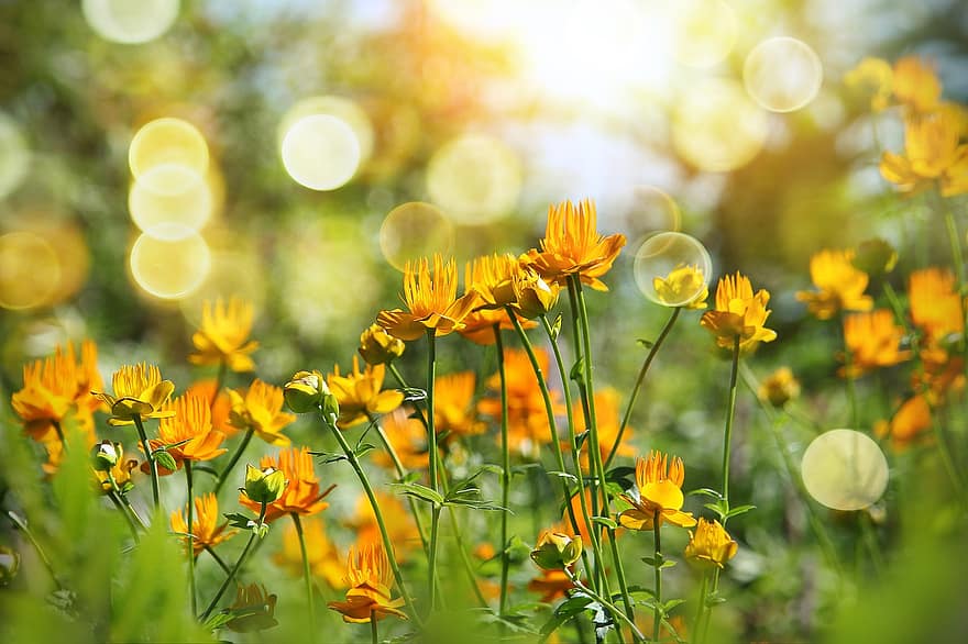 fiori, piante, prato, fiori gialli, fioritura, fiorire, bellissimo, luce del sole, giardino, natura, avvicinamento