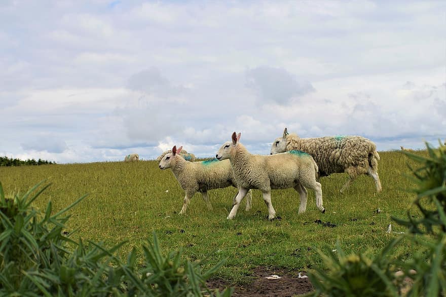 羊、草、フィールド、ファーム、農業、動物、牧草地、緑、自然、風景、田舎