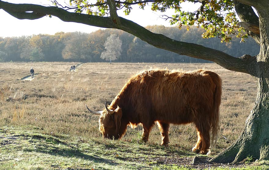 Cow, Scottish Highlander, Beef, Herkauwer, Mammal, Fauna, Nature