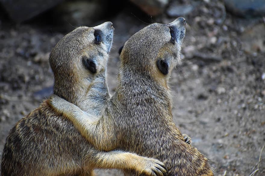 meerkat, abraço, casal, dois animais, olhando para longe, fechar-se, distraído, Distração, duo, 2 suricatos, em dobro